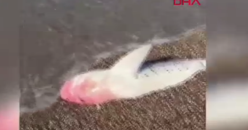 Köpek balığı ölüsü kıyıya vurdu