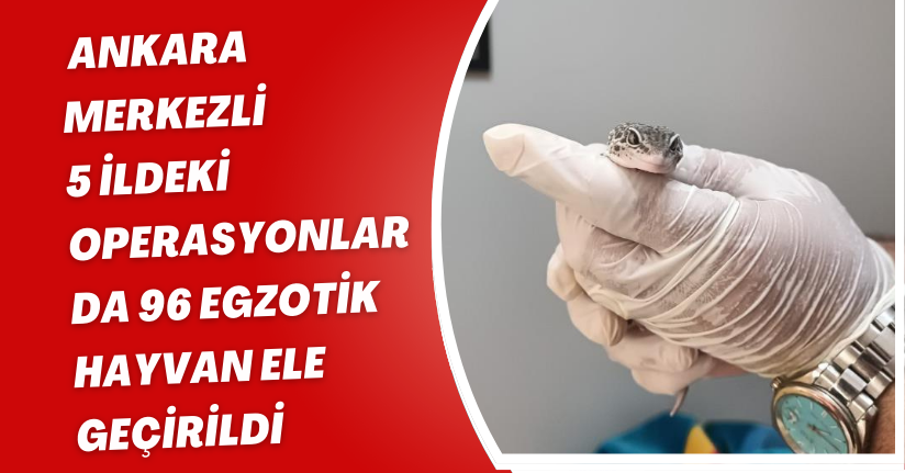  Ankara merkezli 5 ildeki operasyonlarda 96 egzotik hayvan ele geçirildi