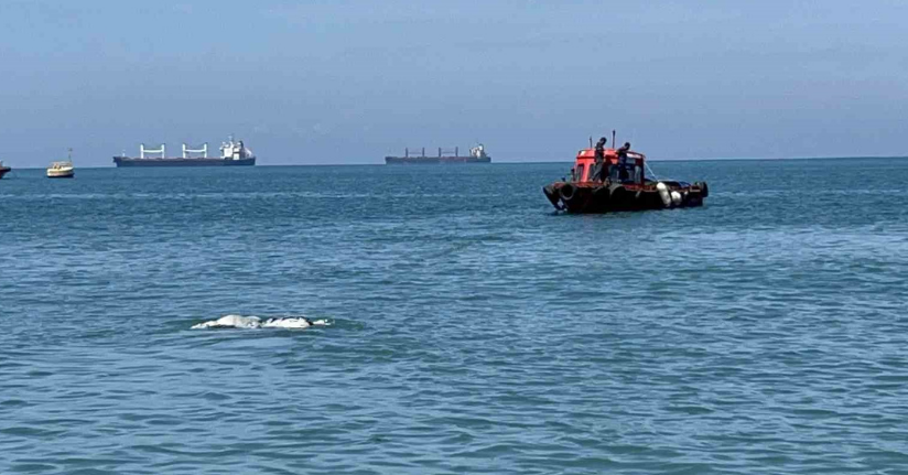 Akdeniz’de kameralara balık değil angus yakalandı