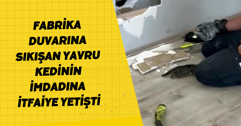 Fabrika duvarına sıkışan yavru kedinin imdadına itfaiye yetişti