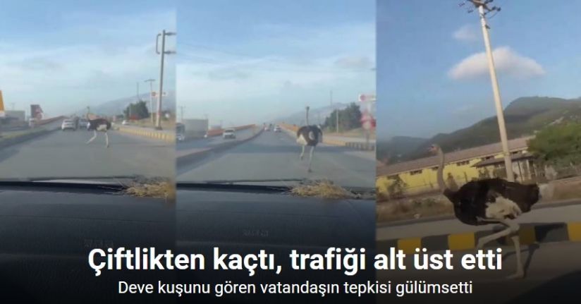 Deve kuşunu trafikte gören vatandaşın şaşkınlık yaşadığı anlar gülümsetti