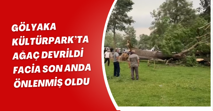 Gölyaka Kültürpark’ta Ağaç Devrildi: Facia Son Anda Önlenmiş Oldu