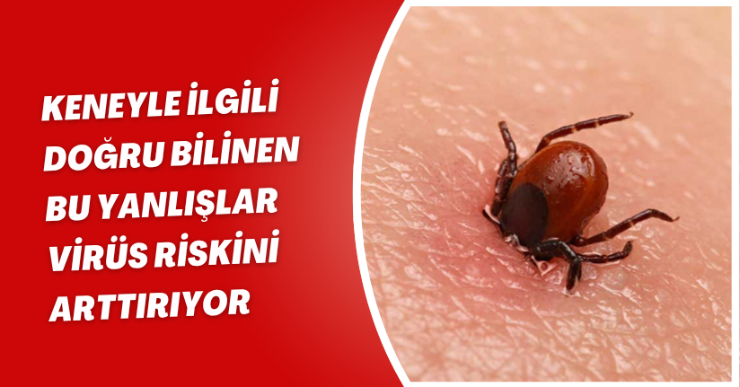 Keneyle ilgili doğru bilinen bu yanlışlar virüs riskini arttırıyor