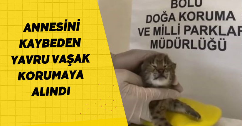   Annesini kaybeden yavru vaşak, korumaya alındı