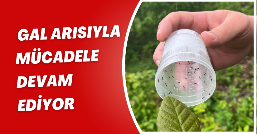 Gal arısıyla mücadele devam ediyor