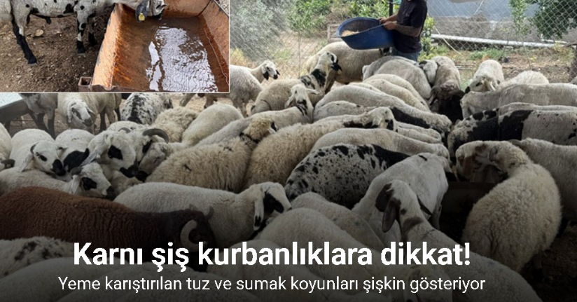 Karnı şiş kurbanlıklara dikkat: Yeme karıştırılan tuz ve sumak koyunları şişkin gösteriyor