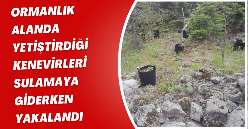 Ormanlık alanda yetiştirdiği kenevirleri sulamaya giderken yakalandı