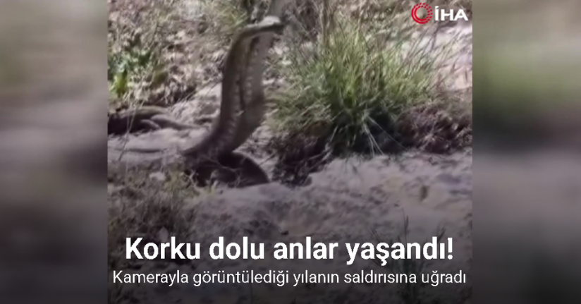 Kamerayla görüntülediği yılanın saldırısına uğradı