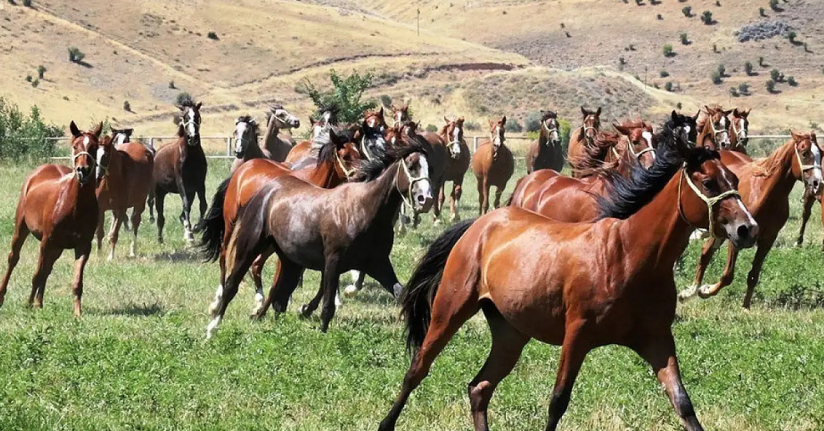 Milyonluk taylar açık artırmayla satışa sunuluyor