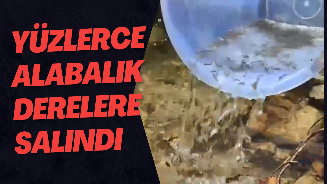 Yüzlerce Alabalık Derelere Salındı