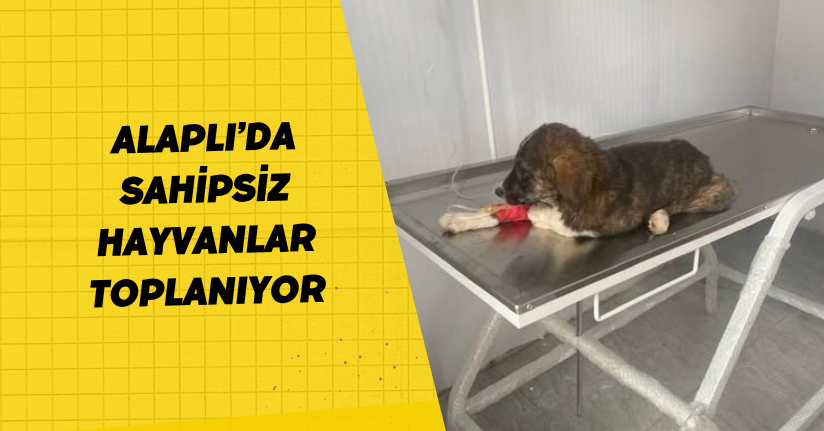 Alaplı’da sahipsiz hayvanlar toplanıyor