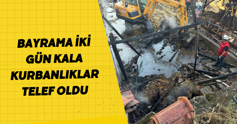  Bayrama iki gün kala  Kurbanlıklar telef oldu