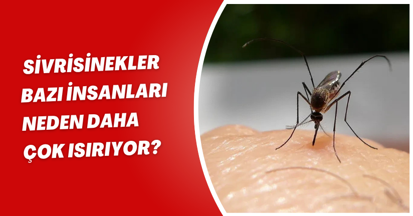 Sivrisinekler Neden Hep Sizi Buluyor? Bilim İnsanları Cevabı Buldu!