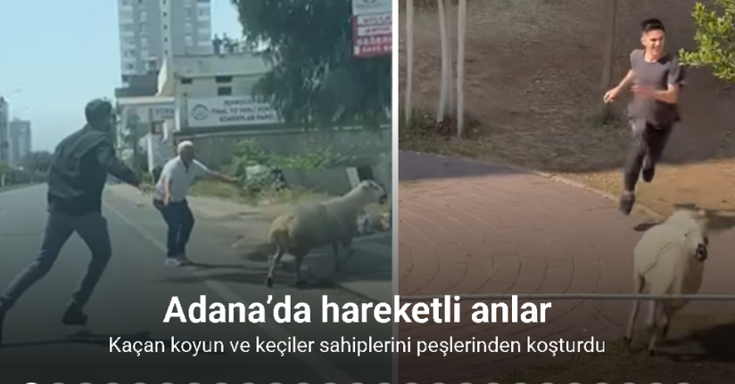 Adana’da kaçan koyun ve keçiler sahiplerini peşlerinden koşturdu