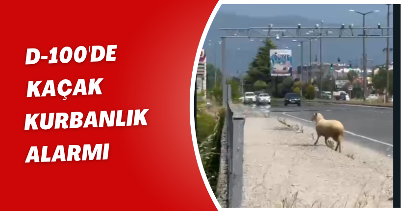 D-100'de Kaçak Kurbanlık Alarmı