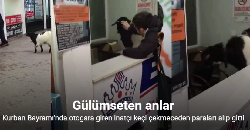 Kurban Bayramı’nda otogara giren inatçı keçi çekmeceden paraları alıp gitti