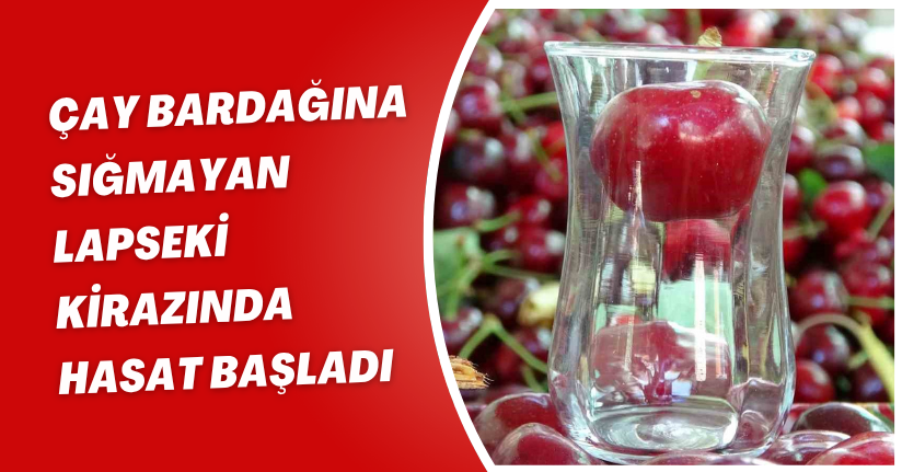 Çay bardağına sığmayan Lapseki kirazında hasat başladı