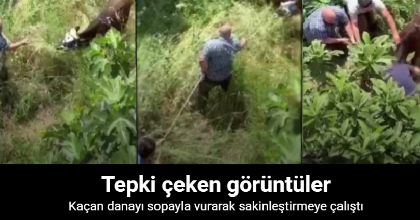 Küçükçekmece’de kaçan danayı sopayla vurarak sakinleştirmeye çalıştı