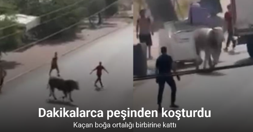 Kaçan boğa ortalığı birbirine kattı, diğeri ise denizde telef oldu