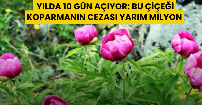 Yılda 10 gün açıyor: Bu çiçeği koparmanın cezası yarım milyon