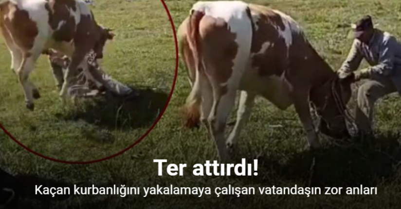 Kurbanlığın, sahibini terlettiği anlar cep telefonuyla anbean kaydedildi
