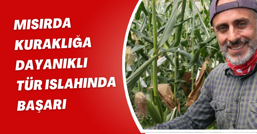 Mısırda kuraklığa dayanıklı tür ıslahında başarı