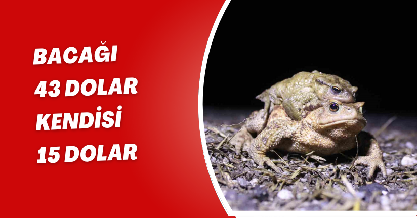 Bacağı 43 dolar kendisi 15 dolar