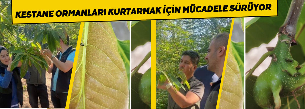 Kestane Ormanları Kurtarmak İçin Mücadele Sürüyor