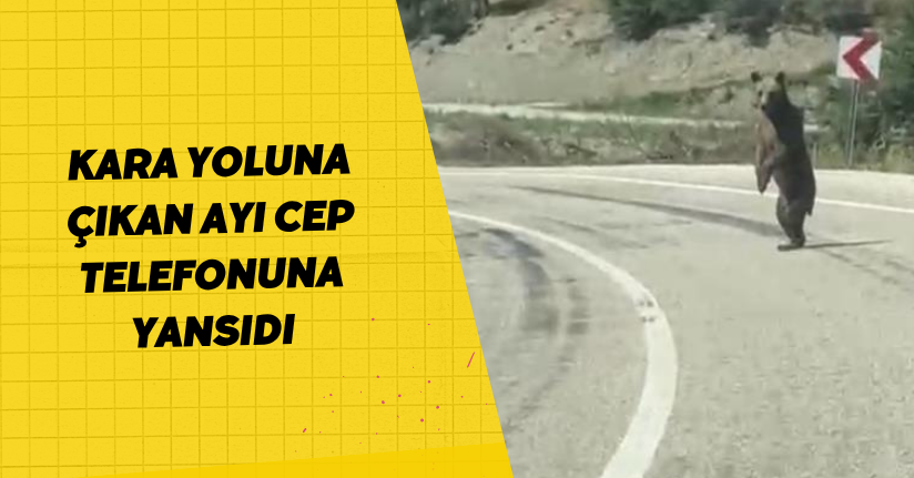 Kara yoluna çıkan ayı cep telefonuna yansıdı