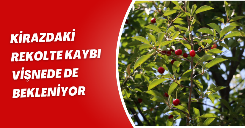 Kirazdaki rekolte kaybı vişnede de bekleniyor(
