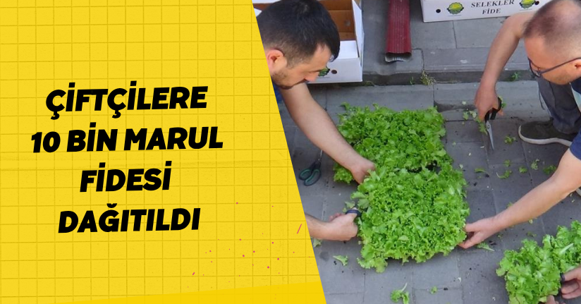 Çiftçilere 10 bin marul fidesi dağıtıldı