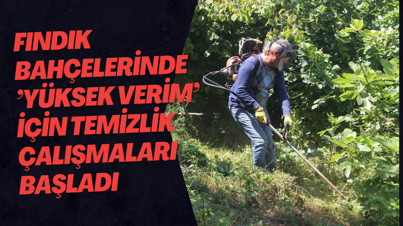 Fındık Bahçelerinde ’Yüksek Verim’ İçin Temizlik Çalışmaları Başladı
