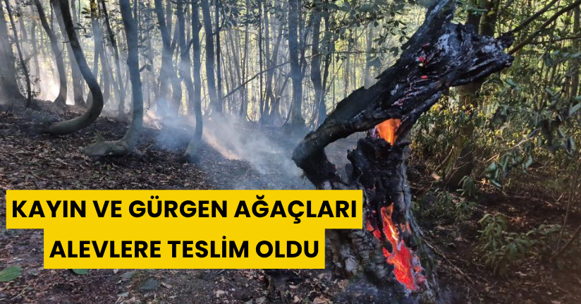 Kayın ve gürgen ağaçları alevlere teslim oldu