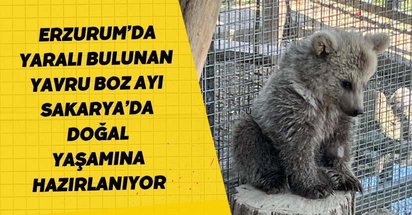 Erzurum’da yaralı bulunan yavru boz ayı, Sakarya’da doğal yaşamına hazırlanıyor