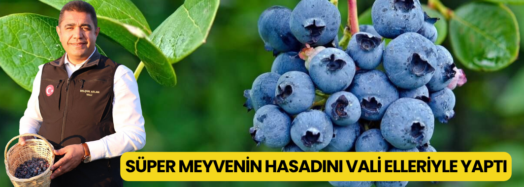 Süper Meyvenin Hasadını Vali Elleriyle Yaptı