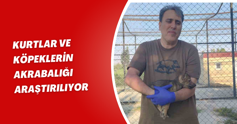 Kurtlar ve köpeklerin akrabalığı araştırılıyor