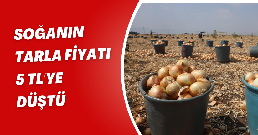 Soğanın tarla fiyatı 5 TL'ye düştü