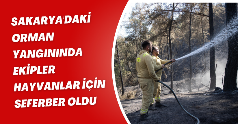 Sakarya'daki orman yangınında ekipler hayvanlar için seferber oldu
