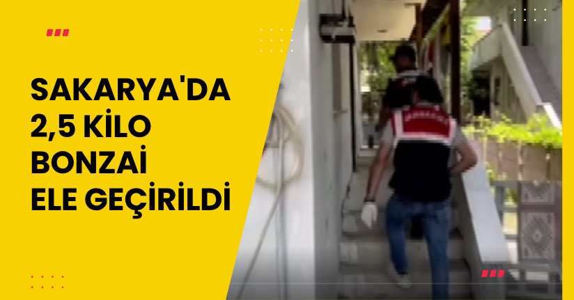 Sakarya'da 2,5 kilo bonzai ele geçirildi