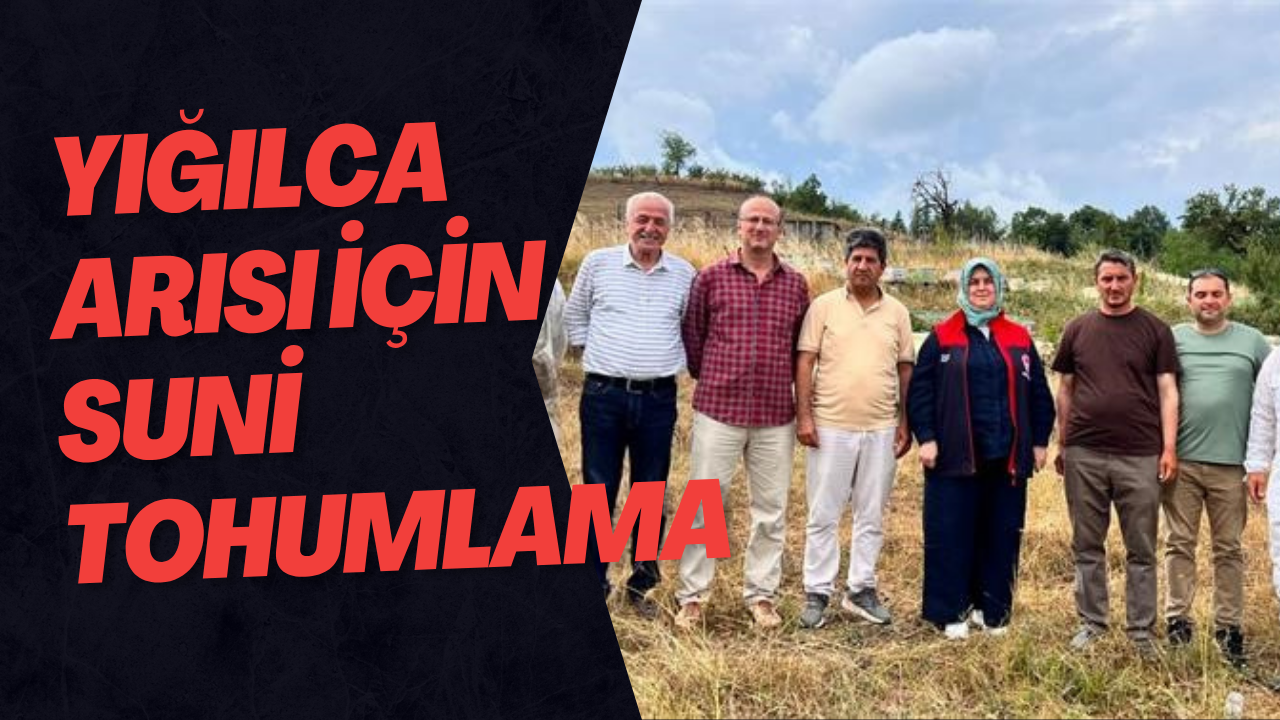 Yığılca Arısı İçin Suni Tohumlama