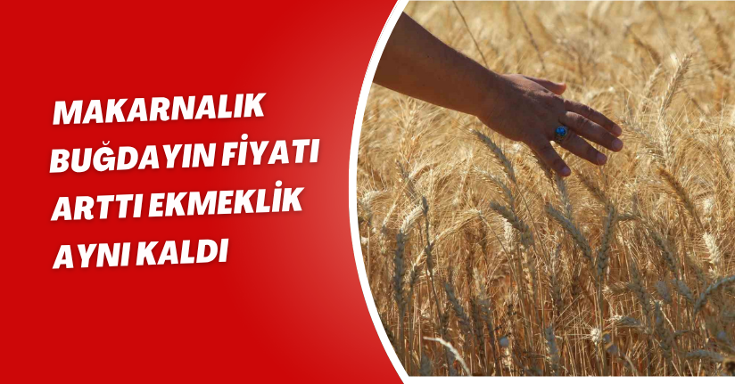 Makarnalık buğdayın fiyatı arttı ekmeklik aynı kaldı