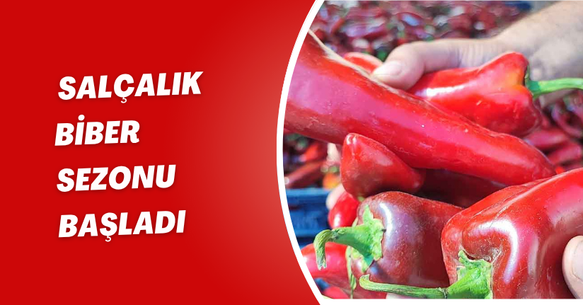 Salçalık biber sezonu başladı