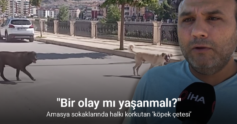 Amasya sokaklarında halkı korkutan ’köpek çetesi’