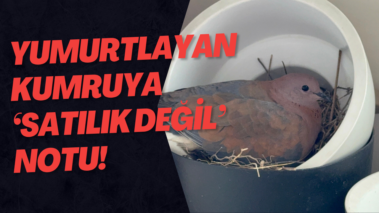 Yumurtlayan Kumruya ‘Satılık Değil’ Notu!