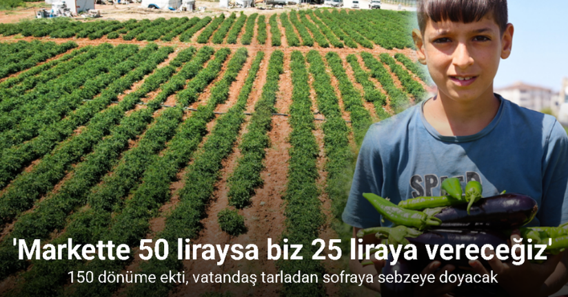 Vatandaş tarladan sofraya sebzeye doyacak