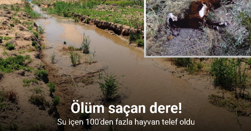 Fabrika atıklarının bırakıldığı iddia edilen dereden su içen 64 küçükbaş hayvan telef oldu