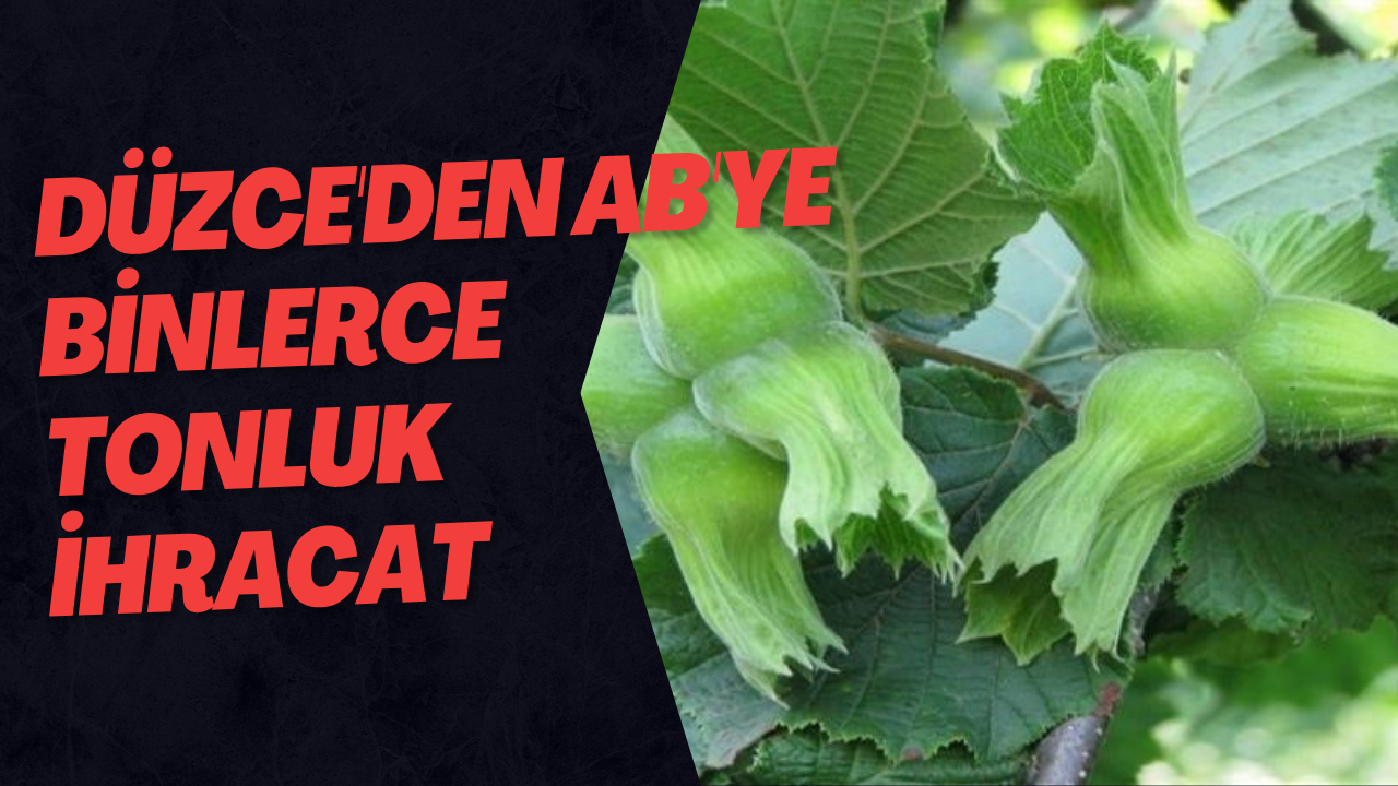 Düzce'den AB'ye Binlerce Tonluk İhracat