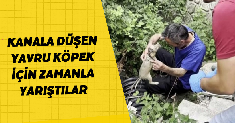 Kanala düşen yavru köpek için zamanla yarıştılar