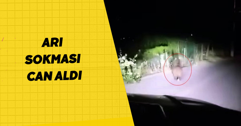 Yola inen yavru ayı cep telefonu ile görüntülendi
