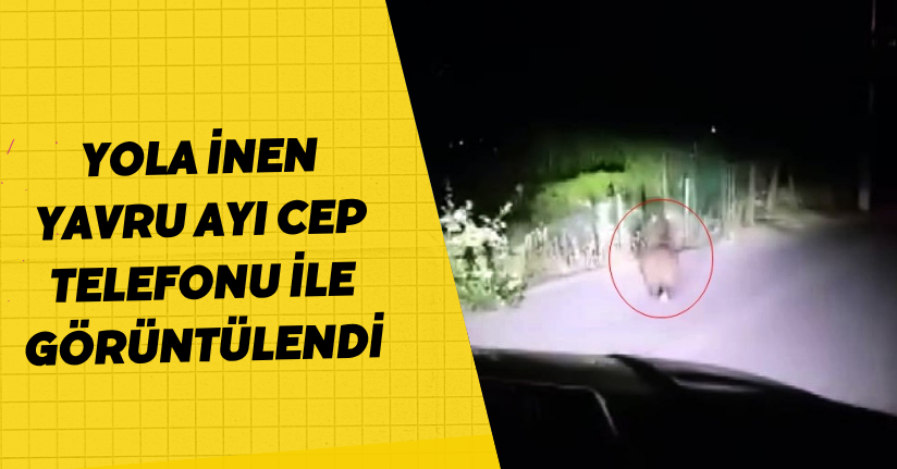 Yola inen yavru ayı cep telefonu ile görüntülendi